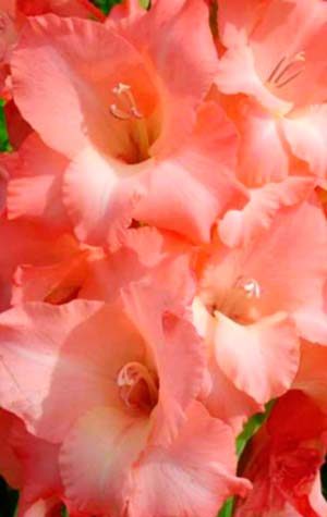 Гладиолус Джессика ( Gladiolus Jessica )