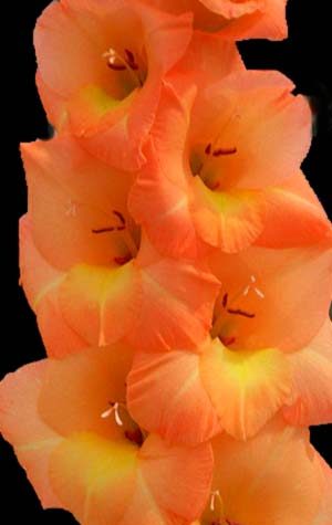 Гладиолус Эста Бонита ( Gladiolus Esta Bonita )
