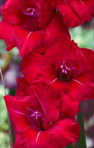 Гладиолус Флево Шайн  ( Gladiolus Flevo Shine )