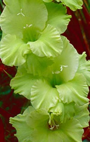 Гладиолус Грин Стар ( Gladiolus Green Star )
