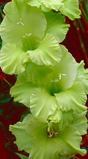 Гладиолус Грин Стар ( Gladiolus Green Star )
