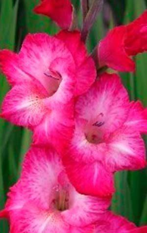 Гладиолус Кантате ( Gladiolus Cantate )