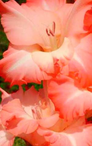 Гладиолус Карма ( Gladiolus Karma )