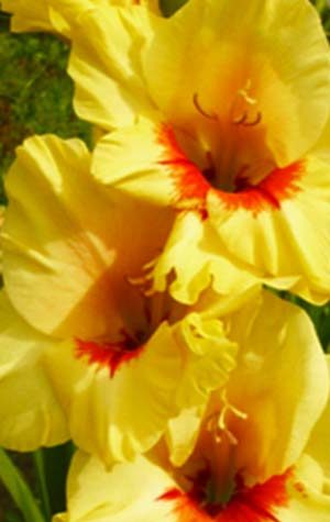 Гладиолус Копер Куин ( Gladiolus Copper Queen )