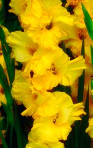 Гладиолус Лемон Дроп  ( Gladiolus Lemon Drop )