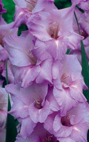 Гладиолус Милка ( Gladiolus Milka )
