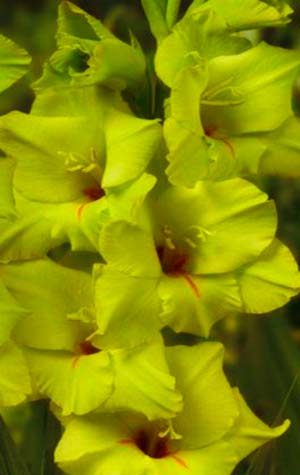 Гладиолус Мисс Грин ( Gladiolus Miss Green )