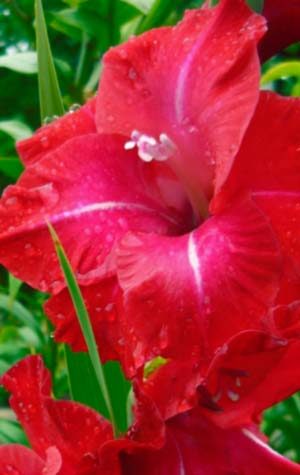 Гладиолус Партитур ( Gladiolus Partituur )