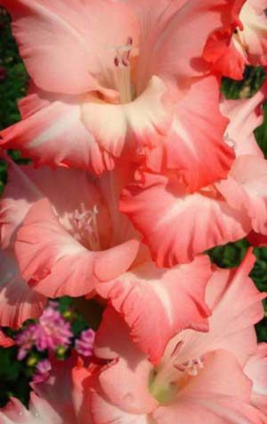 Гладиолус Пинк Леди ( Gladiolus Pink Lady )