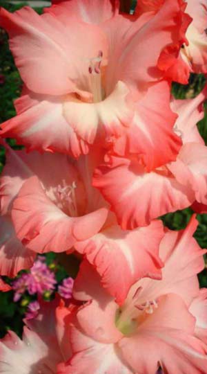 Гладиолус Пинк Леди ( Gladiolus Pink Lady )