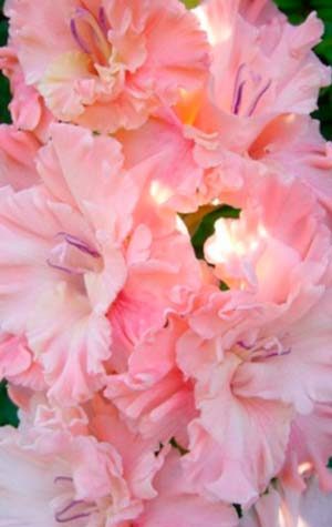 Гладиолус Пинк Сенсейшн ( Gladiolus Pink Sensation )