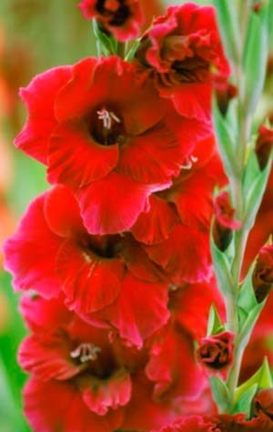 Гладиолус Плум Тарт ( Gladiolus Plum tart )