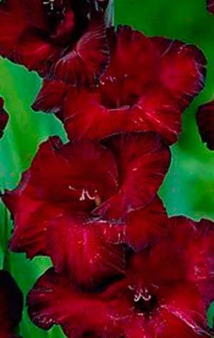 Гладиолус Равен ( Gladiolus Raven )