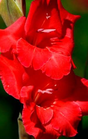 Гладиолус Рэд Баланс ( Gladiolus Red Balance )