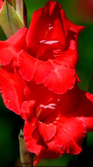 Гладиолус Рэд Баланс ( Gladiolus Red Balance )