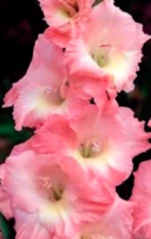 Гладиолус Роуз Суприм ( Gladiolus Rose Supreme )