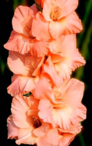 Гладиолус Шуга Беби ( Gladiolus Sugar Babe )