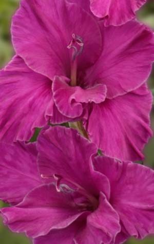 Гладиолус Шуга Плам ( Gladiolus Sugar Plum )