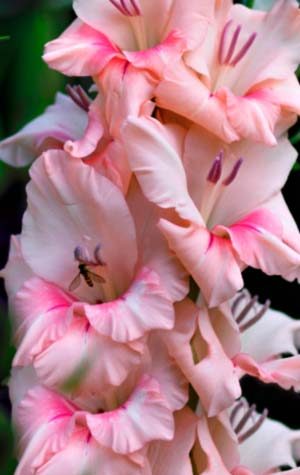 Гладиолус Тампико ( Gladiolus Tampico )