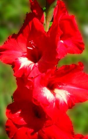 Гладиолус Традерхорн ( Gladiolus Traderhorn )