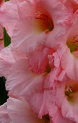 Гладиолус Вамп ( Gladiolus Vamp )