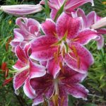 Лилия меро стар