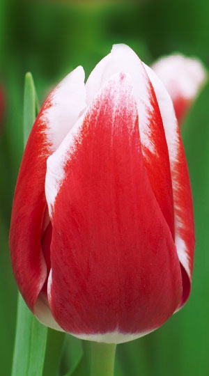 Tulip-Lech-Walesa