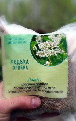 редька-олийеа-1-кг-35-грн