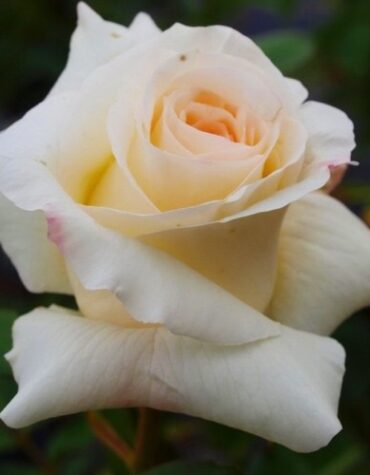 rosa_schneewalzer_0