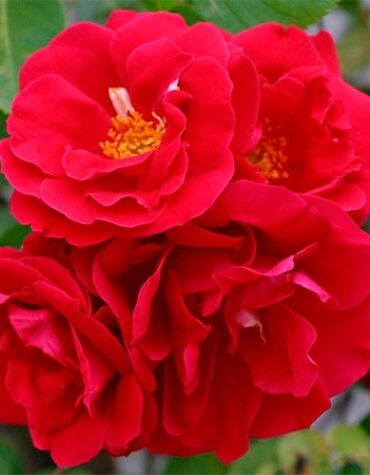 rose-flammentanz-2