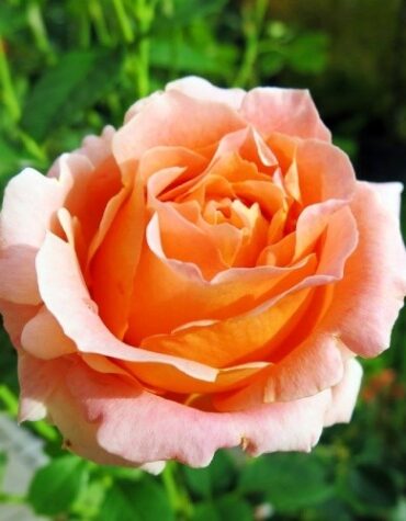 rose-polka