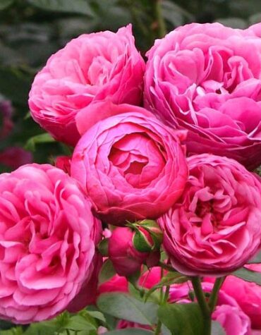 rose-pomponella