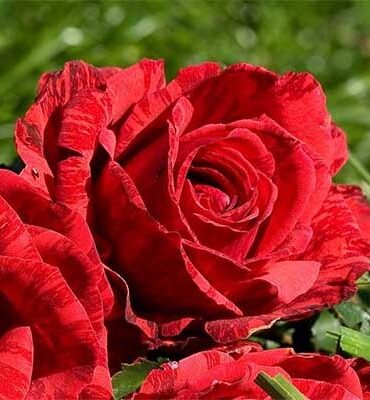 rose-red-intuition_2