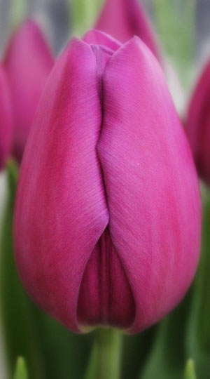 tulipa-amedea