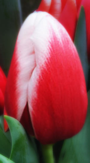 tulipa-anne-marie