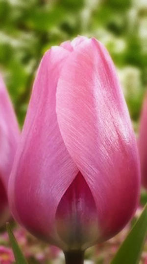 tulipa-big-love