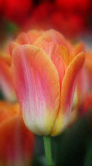 tulipa-lava-dynasty