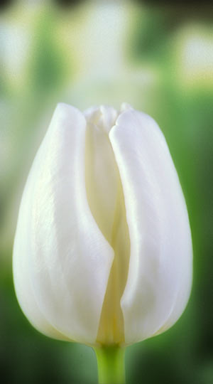 tulipa-litouwen