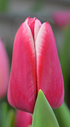 tulipa-lornah