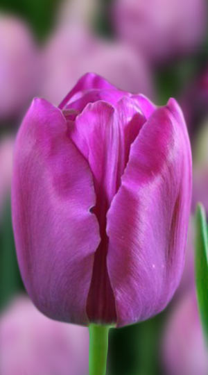 tulipa-milka