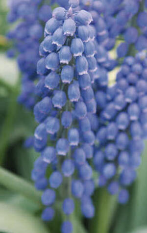muscari-big-smile