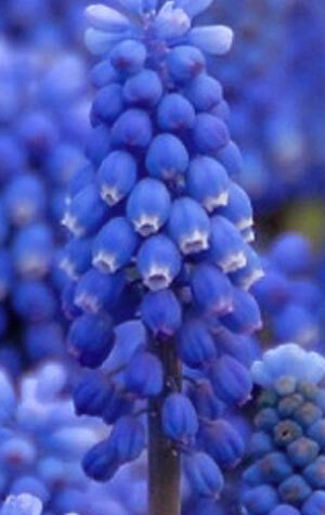 muscari-blue-magic