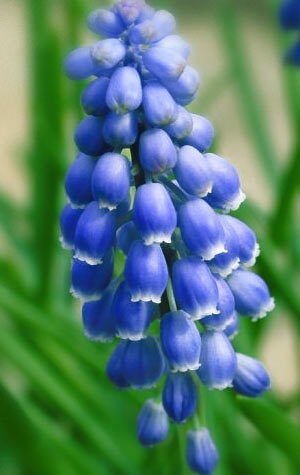 muscari-blue-pearl