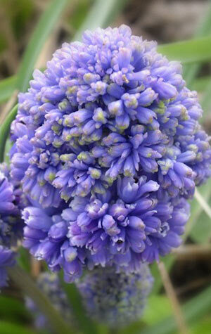 muscari-blue-spike