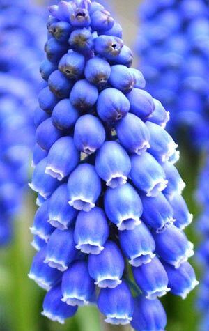 muscari-cantab