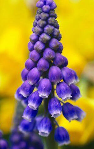 muscari-christmas-pearl