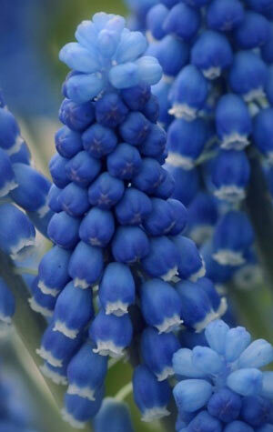 muscari-dark-eyes