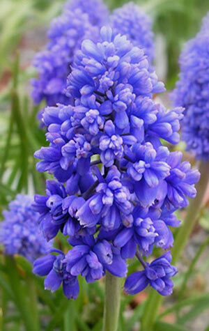 muscari-fantasy-creation