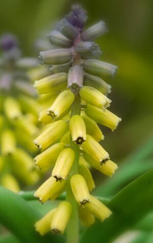 muscari-golden-fragrance