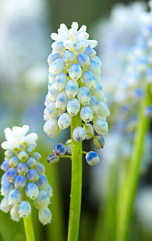 muscari-lady-blue